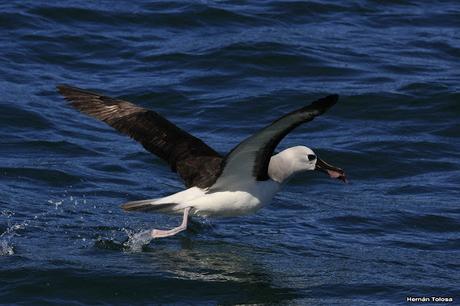 Barcos y albatros