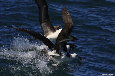 Barcos y albatros