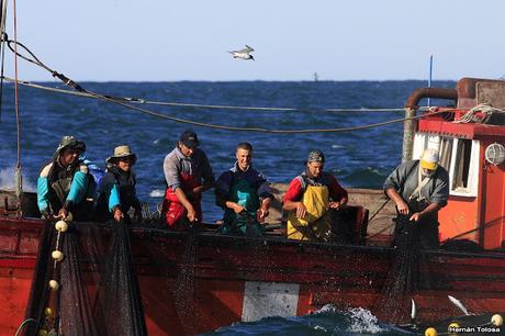 Barcos y albatros