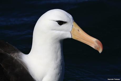 Barcos y albatros