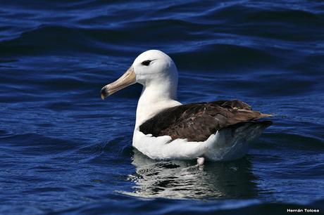 Barcos y albatros