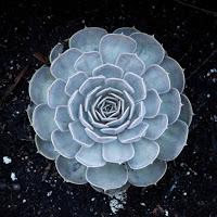 Tangerine Flavour, Soyth American Style