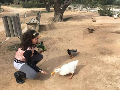 Universidad San Vicente del Raspeig, 