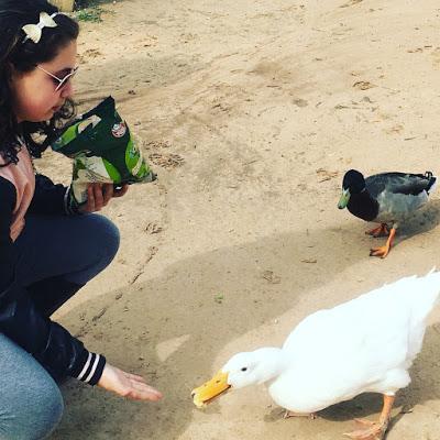 Universidad San Vicente del Raspeig, 