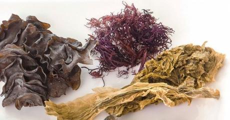 Algas marinas , un  alimento de alto valor nutricional