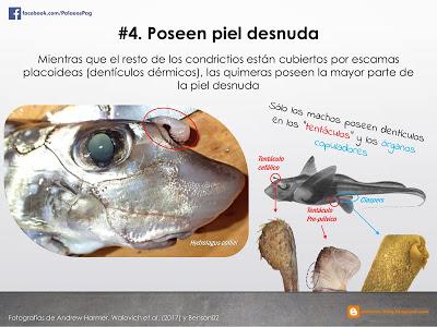 10 hechos sobre quimeras que quizá no sabías...