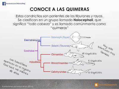 10 hechos sobre quimeras que quizá no sabías...