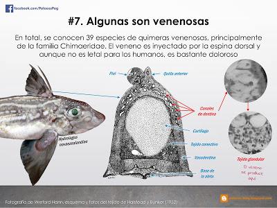 10 hechos sobre quimeras que quizá no sabías...