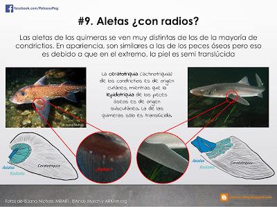 10 hechos sobre quimeras que quizá no sabías...