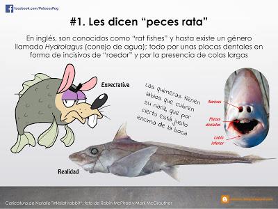 10 hechos sobre quimeras que quizá no sabías...