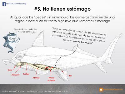 10 hechos sobre quimeras que quizá no sabías...