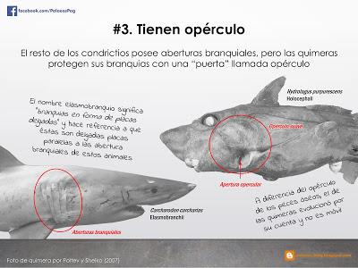10 hechos sobre quimeras que quizá no sabías...