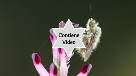 Limpieza de campo en macrofototografía