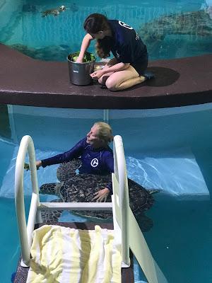 Visita al Clearwater Marine Aquarium