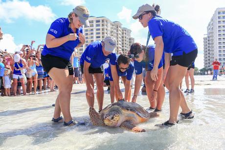 Visita al Clearwater Marine Aquarium