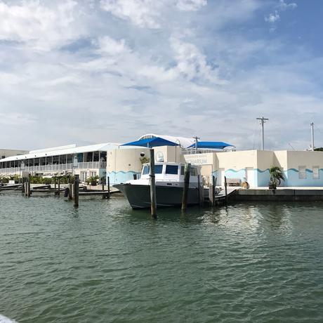 clearwater marine aquarium