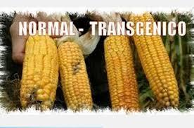 Lo transgénico: bueno para la ecología, ¡pues claro! Lo transgénico: bueno para la ecología, ¡pues claro!