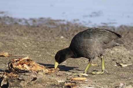 Gallareta carroñera