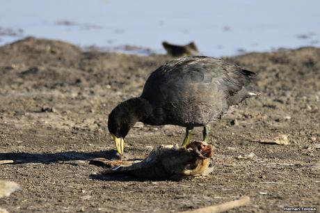 Gallareta carroñera