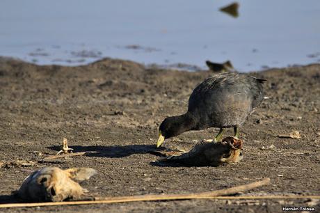 Gallareta carroñera