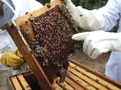 ayudas para apicultura solicitarlas antes pasen días