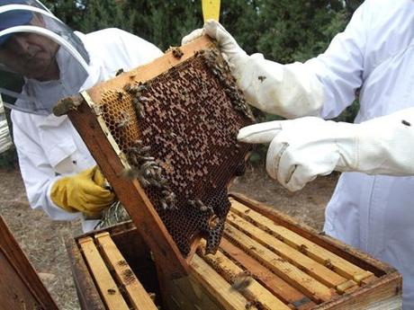 Las ayudas para la apicultura hay que solicitarlas ya, antes de que pasen 20 días