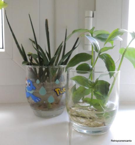 De tazas y plantas De tazas y plantas