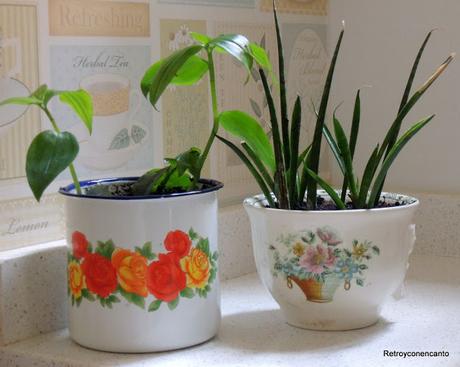 De tazas y plantas De tazas y plantas