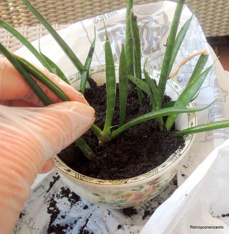 De tazas y plantas De tazas y plantas