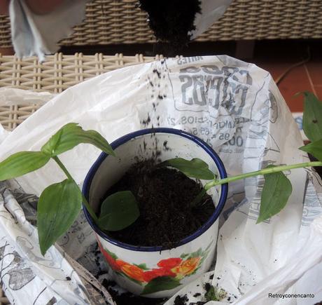 De tazas y plantas De tazas y plantas