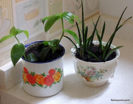 De tazas y plantas De tazas y plantas