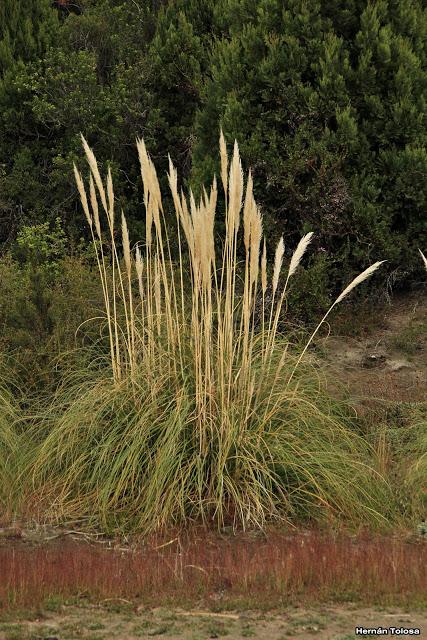 Cortadera (Cortaderia selloana)