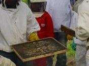 Narón, Ortigueira Sadurniño, apicultura