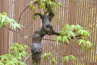 Acer Palmatum : injerto , segundo intento Acer Palmatum : injerto , segundo intento