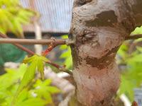 Acer Palmatum : injerto , segundo intento Acer Palmatum : injerto , segundo intento