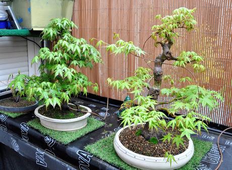 Acer Palmatum : injerto , segundo intento Acer Palmatum : injerto , segundo intento