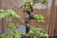 Acer Palmatum : injerto , segundo intento Acer Palmatum : injerto , segundo intento