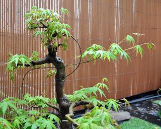 Acer Palmatum : injerto , segundo intento Acer Palmatum : injerto , segundo intento