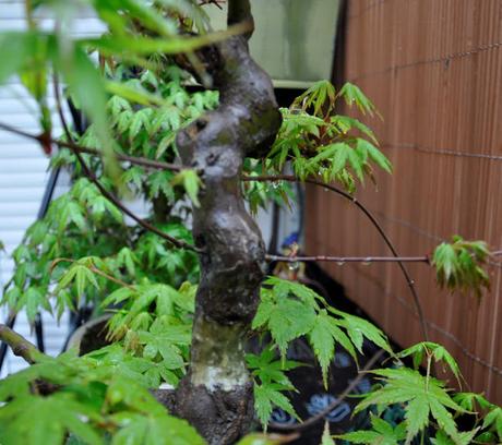 Acer Palmatum : injerto , segundo intento Acer Palmatum : injerto , segundo intento
