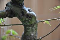 Acer Palmatum : injerto , segundo intento Acer Palmatum : injerto , segundo intento