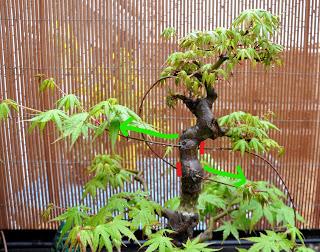 Acer Palmatum : injerto , segundo intento Acer Palmatum : injerto , segundo intento