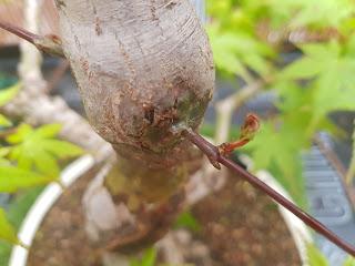 Acer Palmatum : injerto , segundo intento