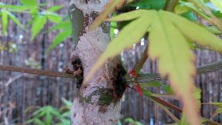 Acer Palmatum : injerto , segundo intento