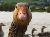 ganso siembra terror ciudad estadounidense tras perder amigo