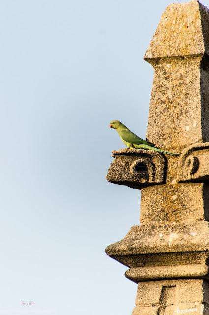 CUBIERTAS DE LA CATEDRAL DE SEVILLA