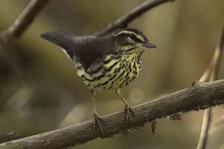 Cigüita de Río - Northern Waterthrush / Parkesia noveboracensis (Gmelin, 1789)