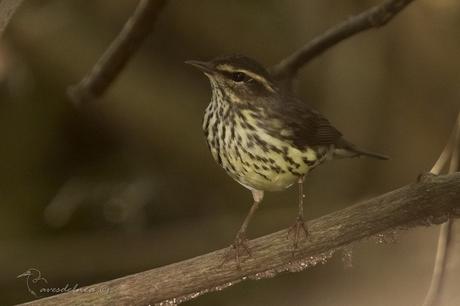 Cigüita de Río - Northern Waterthrush / Parkesia noveboracensis (Gmelin, 1789)