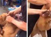 Como solución pelea