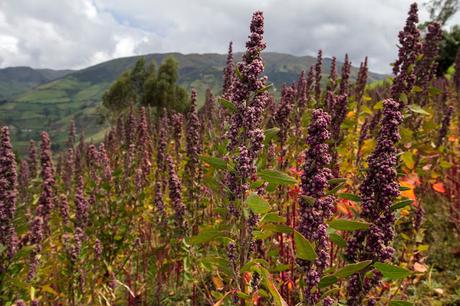 Mujeres de las alturas