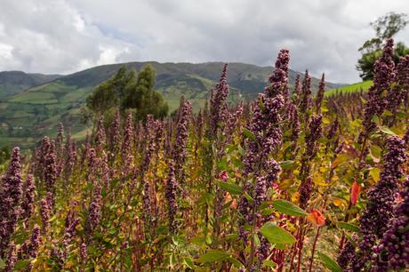 Mujeres de las alturas